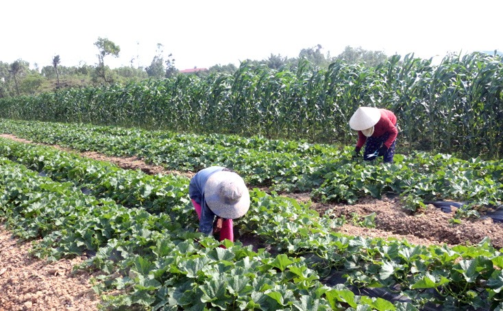 Cầm tiền tỷ trong tay chỉ sau 1 đêm, lão nông không ngờ mình có thể làm giàu nhờ sốt đất