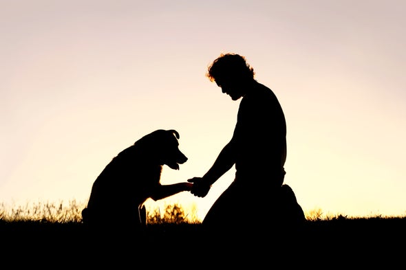 Câu chuyện về “Chú chó xin bánh mì” khiến nhiều người nghẹn lòng