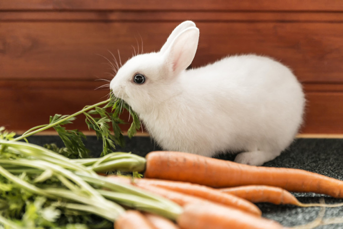 “Thỏ và cà rốt” – Câu chuyện là bài học lớn dành cho các nhà lãnh đạo