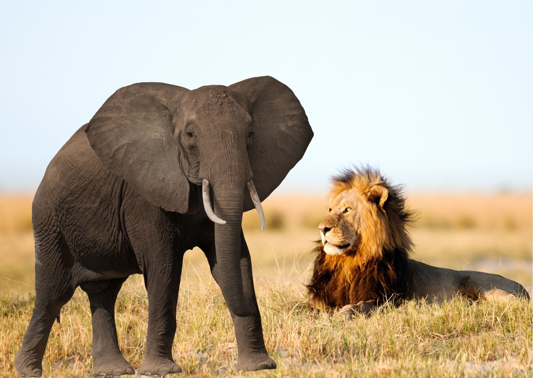 Cuộc hội thoại giữa sư tử và voi – Câu chuyện đáng suy ngẫm!