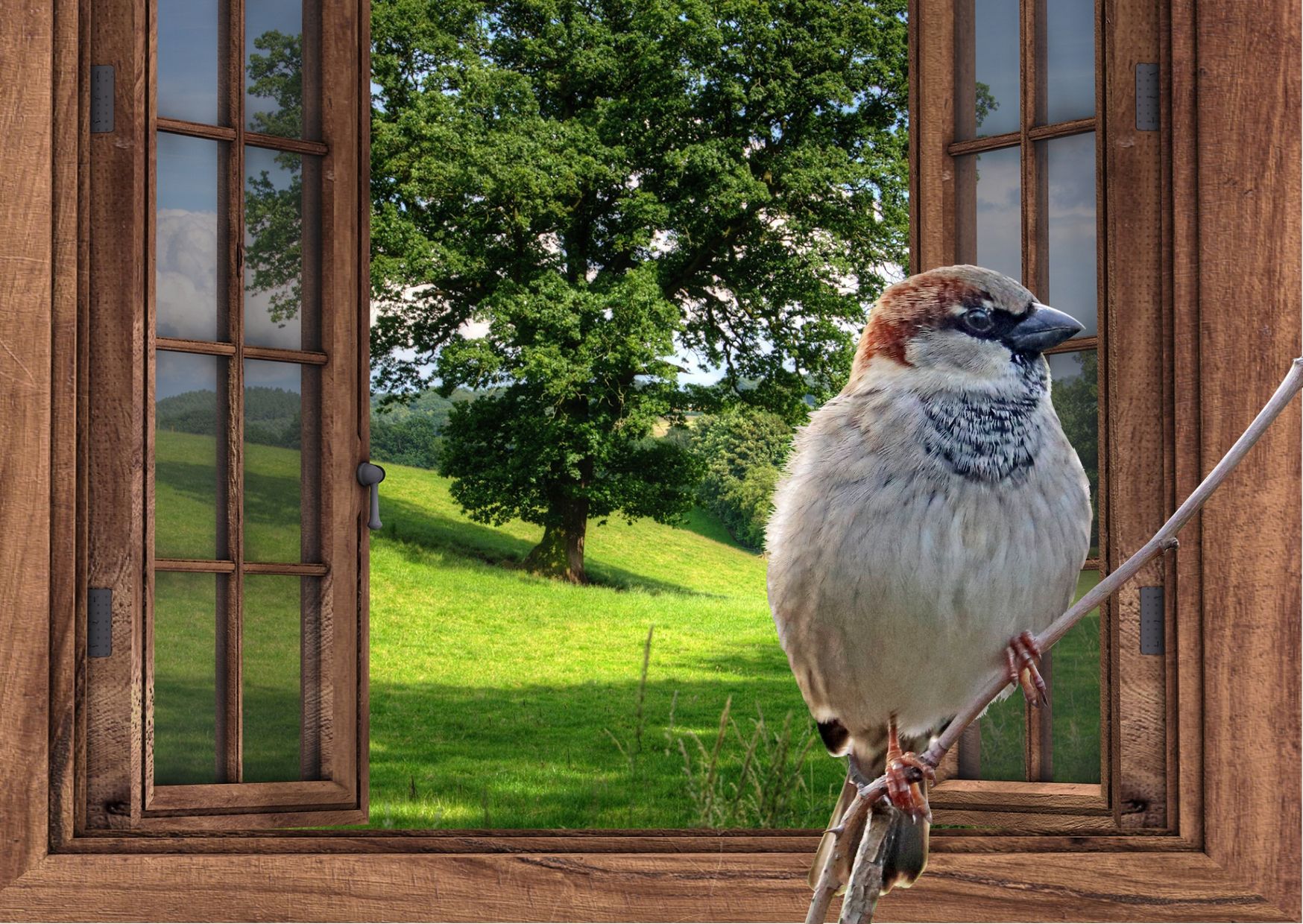 “Chú chim nhỏ và 2 ô cửa sổ” – Câu chuyện ngắn cảnh tỉnh nhiều người