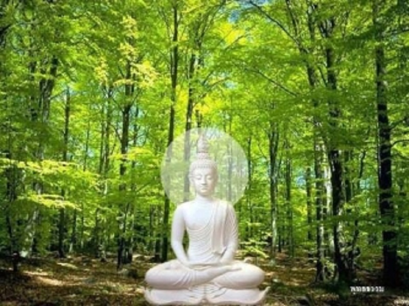 Phật dạy: Trồng cây xanh để có bóng mát, đem lại cuộc sống thanh bình, thịnh lạc cho muôn loài