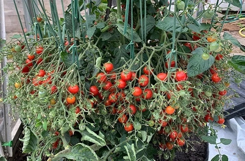 Cây cà chua 'mắn đẻ' nhất thế giới, oằn mình gánh 1.269 trái lúc lỉu trên thân