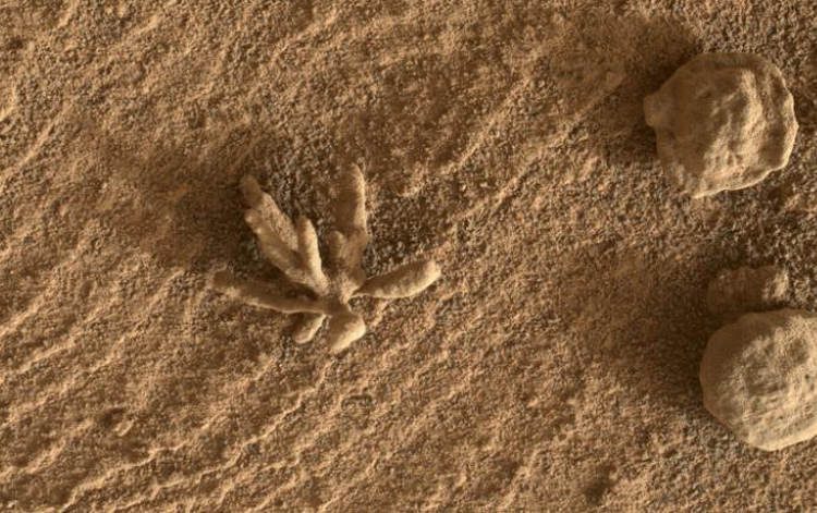 Bí ẩn vũ trụ: Tàu thám hiểm của NASA phát hiện mảnh san hô kỳ lạ trên bề mặt sao Hỏa