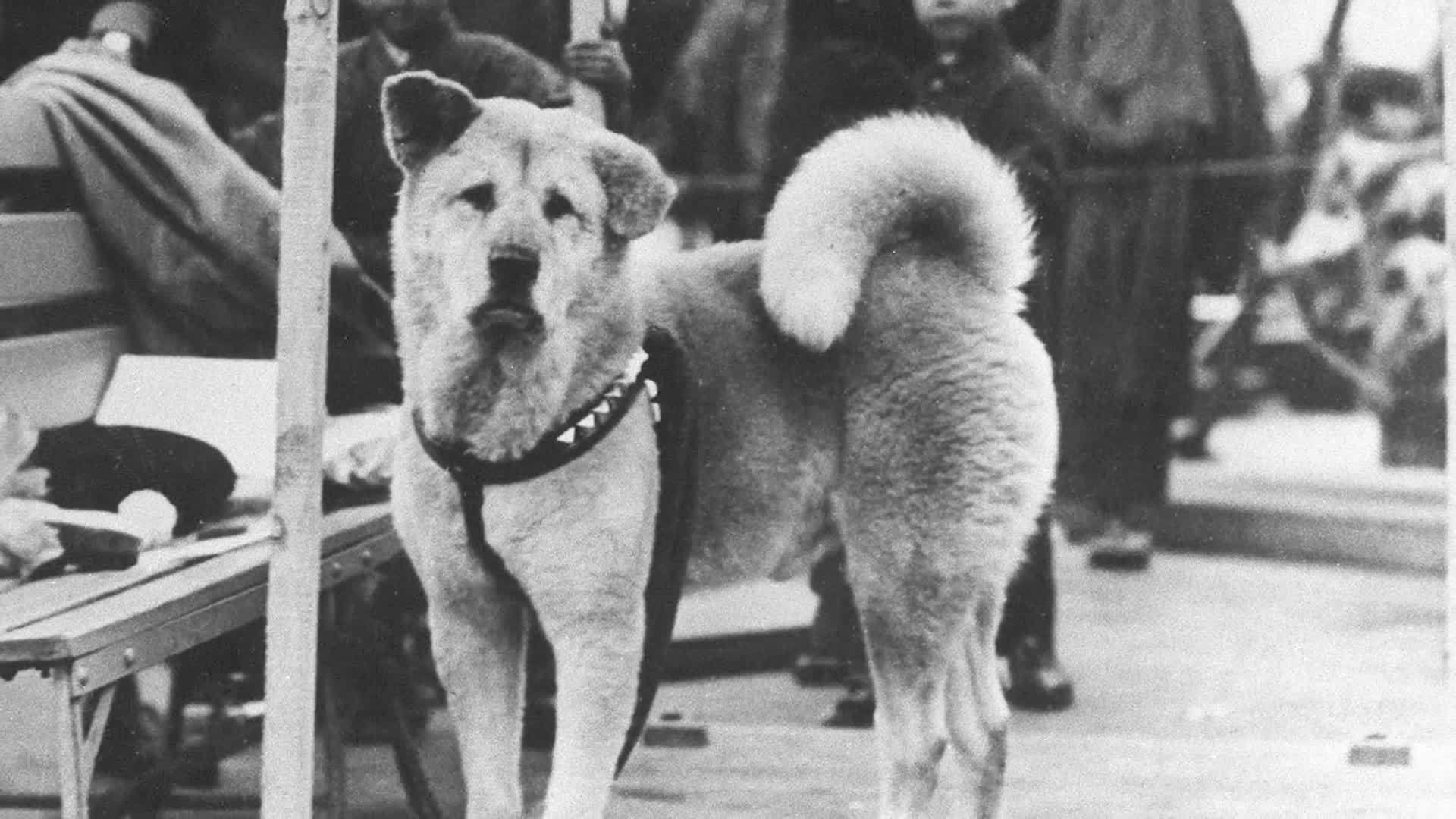 Chuyện ít biết về chú chó Hachiko với hành trình chờ chủ 10 năm ở sân ga 