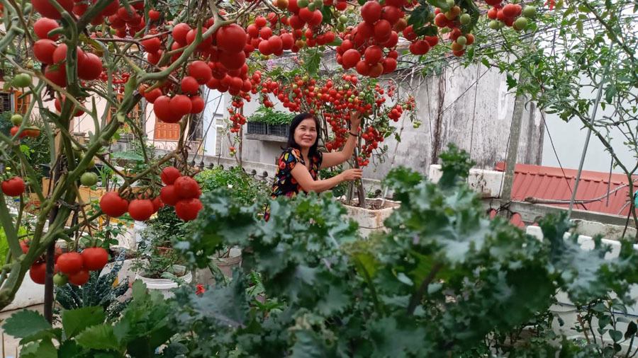 Xiêu lòng với vườn cà chua bạch tuộc đỏ rực trên tầng thượng tại Đồ Sơn