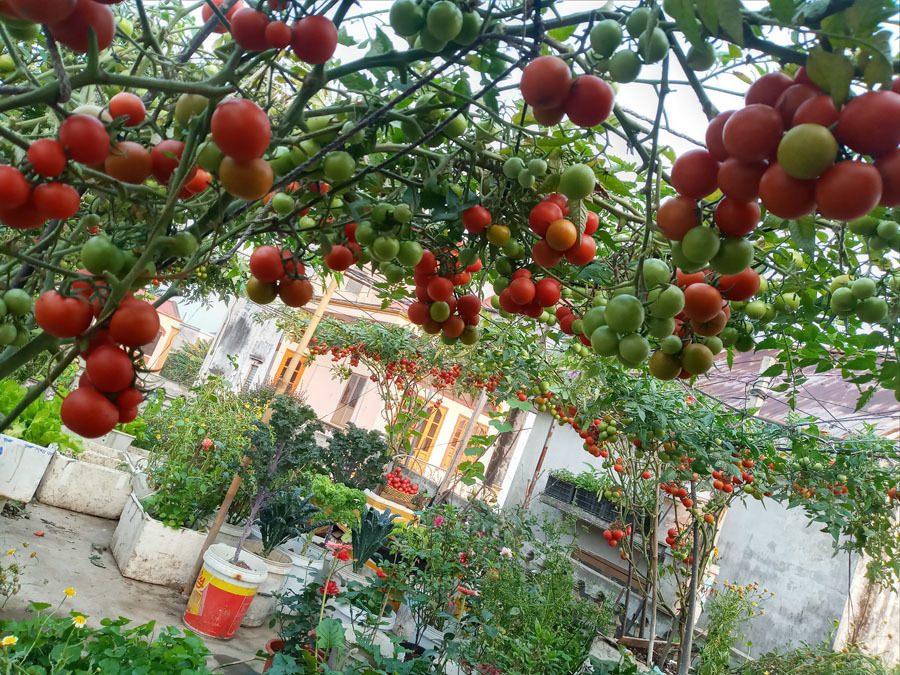 Vườn cà chua bạch tuộc ở Đồ Sơn