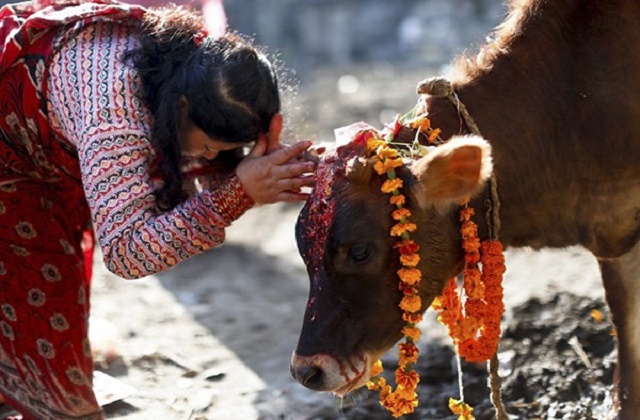 Ấn Độ tổ chức cuộc thi 'khoa học về bò' cấp quốc gia nhằm thúc đẩy tinh thần bảo vệ loài vật linh thiêng
