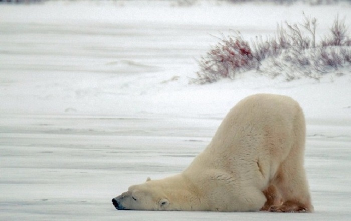 Có gấu Bắc Cực nhưng không có gấu Nam Cực, vì sao vậy?