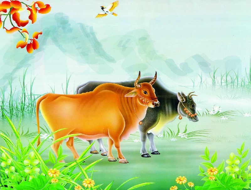 Câu chuyện quả báo đáng suy ngẫm: Người nông dân lãnh hậu quả đau đớn vì hành xử độc địa với con bò