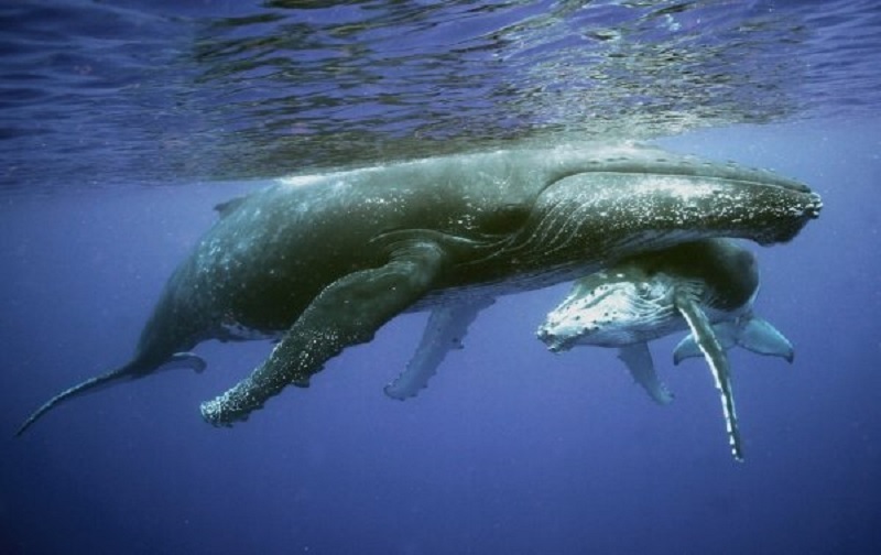 Cá voi lưng gù - 'thần hộ mệnh' có trái tim thuần khiết, dám đại chiến với 'hung thần' đại dương để bảo vệ các loài khác
