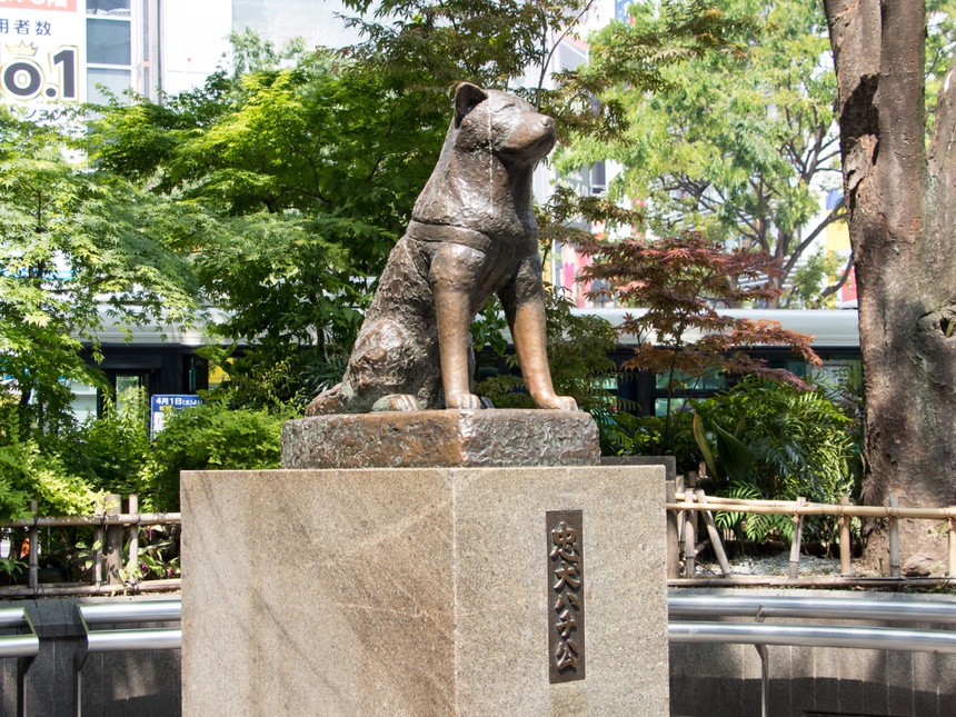 5 bức tượng chó nổi tiếng thế giới, mỗi bức tượng gắn liền với một câu chuyện ý nghĩa khác nhau
