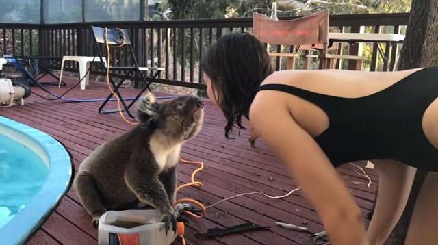 Chú gấu koala phi hẳn vào nhà đòi vuốt ve vì không chịu nổi cô đơn
