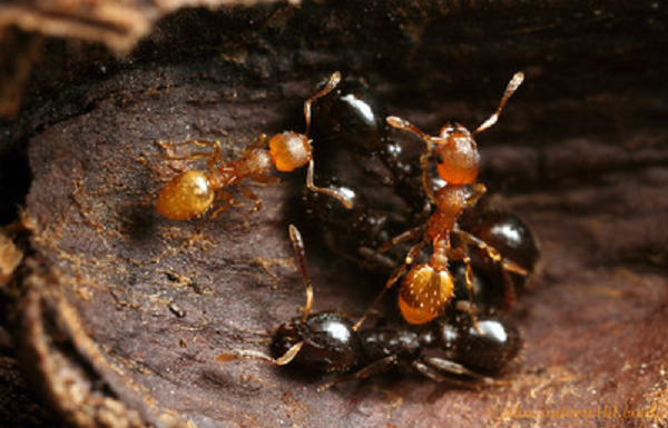 Sự thật kinh hoàng về loài kiến Temnothorax bất tử: Hóa ra chỉ là 'quân cờ' của loài sán ký sinh