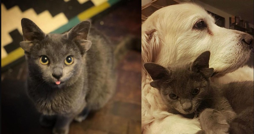 Kỳ lạ hình ảnh chú mèo bốn tai vô cùng xinh đẹp gây sốt mạng xã hội
