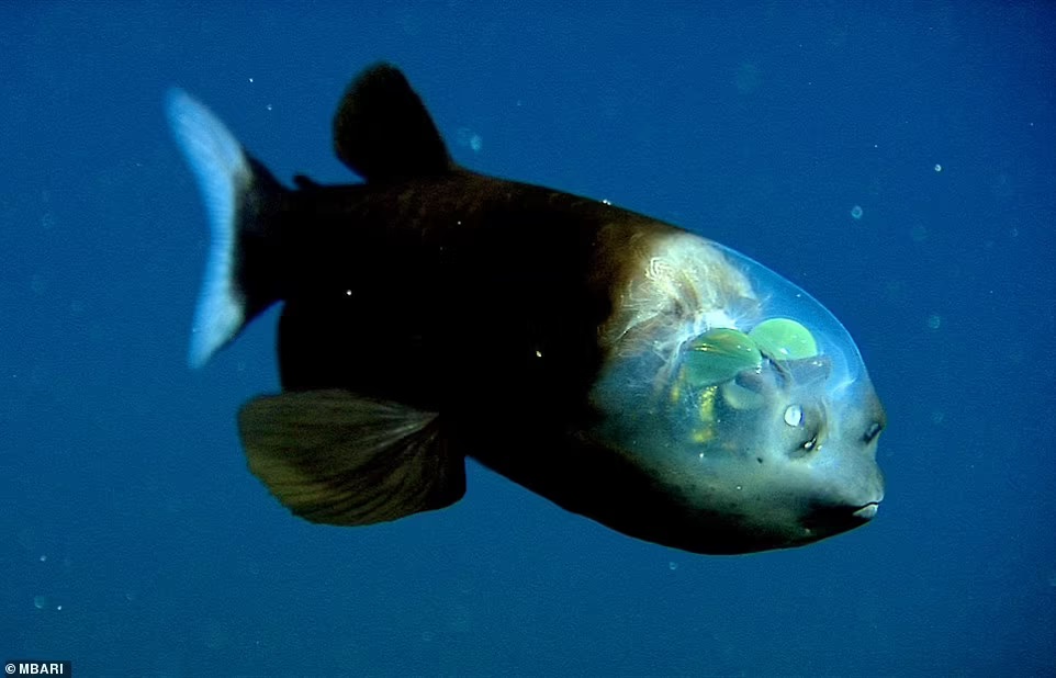 Kỳ lạ loài cá “ngoài hành tinh”: Đầu trong suốt, mắt màu xanh lục phát sáng
