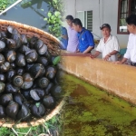 'Tỷ phú nông dân' tỉnh Vĩnh Long thử nghiệm nuôi ốc bươu đen đặc sản, sau 3 tháng thu lời lớn