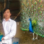 Đầu tư mở trang trại nuôi chim công, 8x Tiền Giang thu lời nửa tỷ/năm