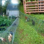 Đầu tư mô hình gà thả vườn '3 trong 1' siêu nhàn, gà lớn nhanh mà rau vẫn mơn mởn