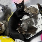 Ấm lòng: Mèo mẹ Luna tri ân người đã giải cứu mình và những đứa con bị bỏ rơi