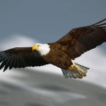 Muốn thành công hãy nhớ nguyên tắc sống 'bất di bất dịch' của Đại bàng: Tránh xa chim sẻ và quạ, Đại bàng chỉ bay với Đại bàng