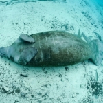 Lợn biển - 'gã khổng lồ' không có đối thủ trong tự nhiên nhưng lại vô cùng sợ mùa đông