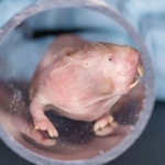 Giải mã bí mật trường sinh của chú chuột chũi già nhất thế giới: Đã 39 tuổi, sống lâu gấp 9 lần chuột thường