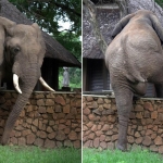 Siêu hài hước: Đàn voi 'rón rén' rủ nhau vào tận khu resort để trộm xoài