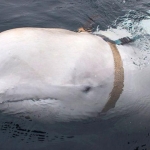 Hy hữu: Cô gái rơi điện thoại dưới biển, được chú cá voi tốt bụng nhặt lên trả lại