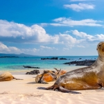 Chiêm ngưỡng các loài sinh vật độc đáo tại quần đảo Galapagos - thế giới thời tiền sử ở Thái Bình Dương