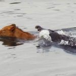 Sư tử suýt trở thành bữa ăn của cá sấu khi đơn độc bơi qua sông