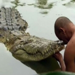 Kỳ lạ chú cá sấu sống ở ngôi đền thiêng: Hơn 70 năm chỉ ăn chay