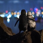Tan chảy trước hình ảnh hai chú chim cánh cụt 'tình củm' tựa đầu vào nhau ngắm sao đêm