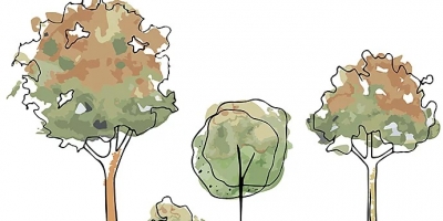 Trắc nghiệm Cái Cây: Vẽ một cái cây để khám phá năng lực tiềm ẩn của mỗi người