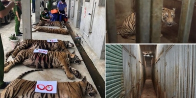 Bên trong tầng hầm bí mật nuôi nhốt trái phép 17 con hổ ở Nghệ An có gì?