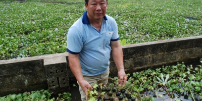 Ông nông dân Yên Bái mua ruộng bỏ hoang nuôi ốc nhồi đẻ khỏe lớn nhanh, kiếm tiền tỷ mỗi năm