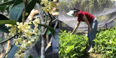 Bỏ việc ở tập đoàn lớn dù lương khủng, 9x về quê khởi nghiệp trồng cây có giá ngang ngửa lan đột biến