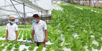 8x Đà Nẵng mê trồng rau sạch, sang Malaysia học bí quyết về áp dụng thu lãi 20 triệu/tháng