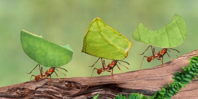 Hiệu ứng kiến lười: Không biết tư duy, càng cố gắng làm việc càng trở nên tầm thường