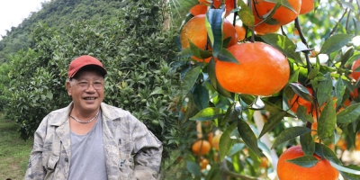 Lão nông U60 ở Lạng Sơn liều lĩnh trồng cam đặc sản của người Kinh, thu tiền tỷ mỗi năm