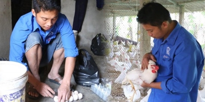 Anh nông dân Nghệ An tìm tòi nuôi gà Ai Cập siêu đẻ, mỗi năm đút túi nửa tỷ đồng