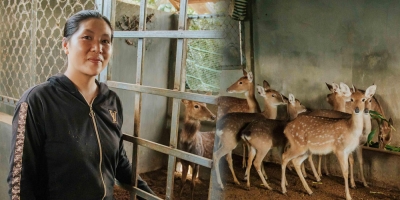 Nông dân Quảng Trị thử nghiệm nuôi hươu sao chỉ để cưa sừng, thu về cả trăm triệu đồng