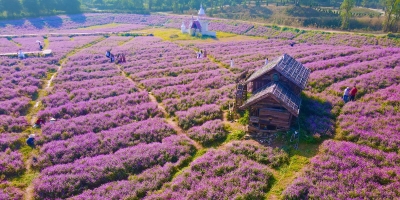 Người Hà Nội đổ xô đi chụp ảnh với cánh đồng cúc bách nhật