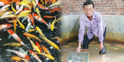 Đánh liều vay tiền để đầu tư nuôi cá koi Nhật Bản, lão nông Đà Nẵng bỏ túi 100 triệu/năm