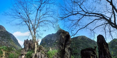Bí ẩn cây thiêng Thài Phìn Tủng trên cao nguyên đá Đồng Văn ở Hà Giang