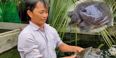 Học hỏi mô hình nuôi cua đinh, 8x Bạc Liêu thoát nghèo thu lời trăm triệu