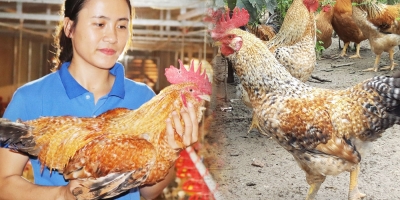 Từng bị dị nghị vì bỏ việc ổn định về quê nuôi gà, 8x Quảng Ninh trở thành 'vua gà' thu nhập tiền tỷ