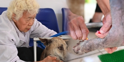 Phòng khám thú y cộng đồng miễn phí của cụ bà 90 tuổi: 'Bà làm công việc này hoàn toàn tự nguyện'
