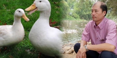 Lão nông Bình Định vay tiền nuôi vịt, thu tiền tỷ sau vài năm cố gắng