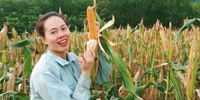Chán nản vì du lịch 'đóng băng', 9x người Nùng khăn gói về quê khởi nghiệp với ngô